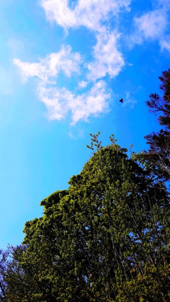 Photography titled "Sky&trees" by Njphotography, Original Artwork, Digital Photography