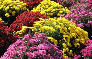 Photography titled "Mums, Bunnell Farm,…" by Nils Lindstrom, Original Artwork