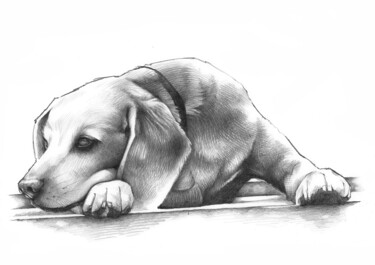 Drawing titled "Cagnolino" by O-Hido Sonia Art, Original Artwork, Graphite