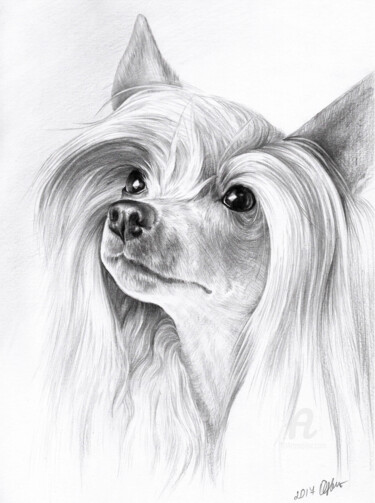 Rysunek zatytułowany „Chinese crested dog” autorstwa Olga Tsvetkova, Oryginalna praca, Ołówek