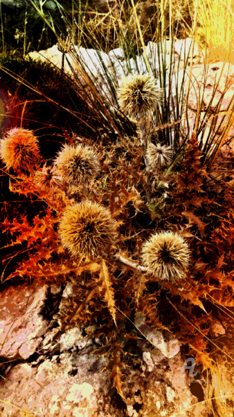 Photographie intitulée "AUTUMN THISTLE" par Grafi, Œuvre d'art originale