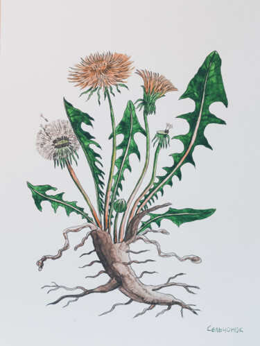 Painting titled "Dandelion" by Olena Sielchonok, Original Artwork, Watercolor