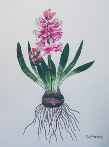 Pintura titulada "Hyacinth" por Olena Sielchonok, Obra de arte original, Acuarela