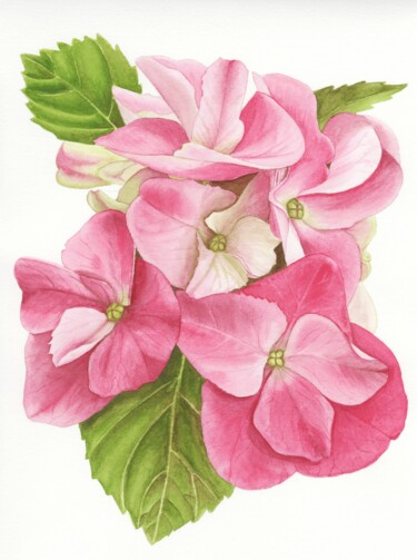 Painting titled "Hydrangea" by Olena Zhylenko, Original Artwork, Watercolor