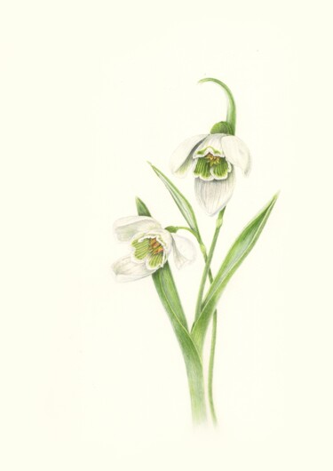 Schilderij getiteld "Realiatic Snowdrops" door Olga Akimtseva, Origineel Kunstwerk, Aquarel