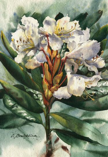 Malerei mit dem Titel "Rhododendron #02" von Olga Bezlepkina, Original-Kunstwerk, Aquarell