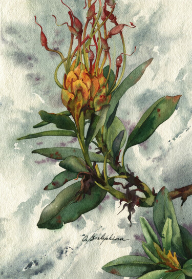 Malerei mit dem Titel "Rhododendron #03" von Olga Bezlepkina, Original-Kunstwerk, Aquarell