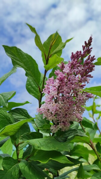 Фотография под названием "Lilac" - Olga Ponomarenko, Подлинное произведение искусства, Цифровая фотография