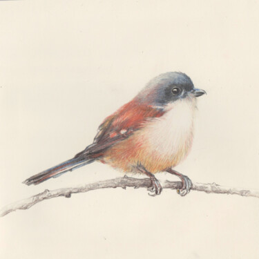 제목이 "43 Bird"인 그림 Olga Trifonova로, 원작, 연필