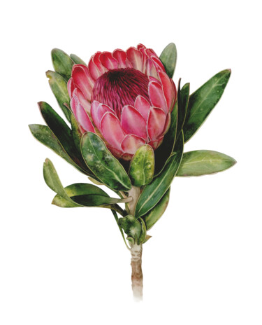 Peinture intitulée "Protea" par Olha Korniienko, Œuvre d'art originale, Aquarelle Monté sur Châssis en bois