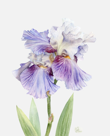 Malerei mit dem Titel "Iris flower" von Olha Korniienko, Original-Kunstwerk, Aquarell