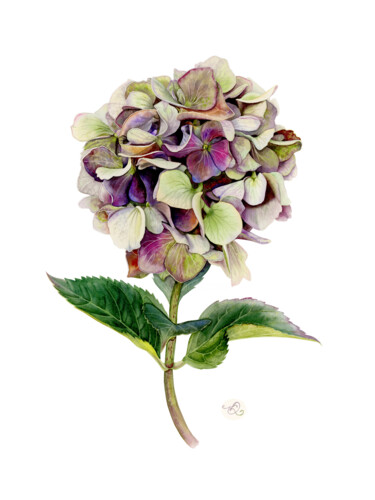 Картина под названием "Purple Hydrangea" - Olha Korniienko, Подлинное произведение искусства, Акварель