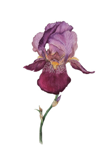 Painting titled "Iris" by Olha Mosuzenko, Original Artwork, Watercolor