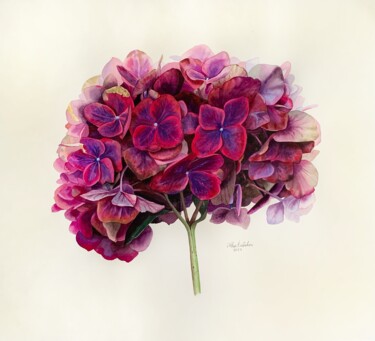 Painting titled "Hydrangea" by Olha Riabokon, Original Artwork, Watercolor