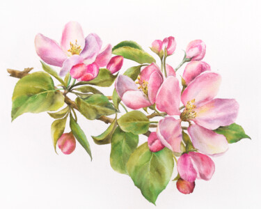 Ζωγραφική με τίτλο "Sakura, cherry blos…" από Olya Grigorevykh, Αυθεντικά έργα τέχνης, Ακουαρέλα