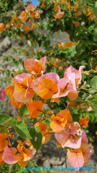 Photography titled "FLORES AMOR NARANJA" by Omsurya Sandra Inti Ruphay, Original Artwork