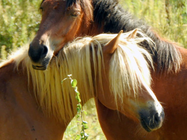 Photographie intitulée "Douce amitié cheval…" par Alain Brasseur, Œuvre d'art originale