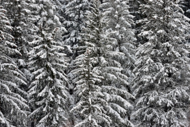Photographie intitulée "Bel hiver." par Alain Brasseur, Œuvre d'art originale