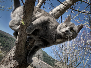 Фотография под названием "Chat'perlipopette,…" - Alain Brasseur, Подлинное произведение искусства