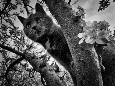 Photographie intitulée "chat'perlipopette,…" par Alain Brasseur, Œuvre d'art originale