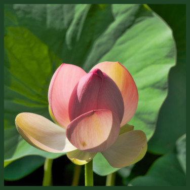 Photographie intitulée "Fleur de lotus." par Alain Brasseur, Œuvre d'art originale