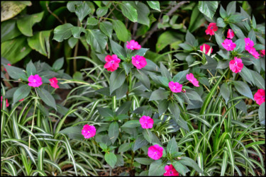 Fotografia intitolato "Composition florale" da Alain Brasseur, Opera d'arte originale