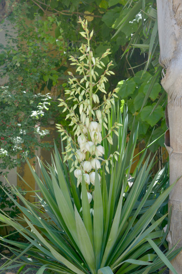 Fotografia intitulada "Fleur de yucca" por Alain Brasseur, Obras de arte originais