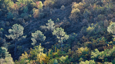 Fotografia intitulada "Plein feux d'automn…" por Alain Brasseur, Obras de arte originais