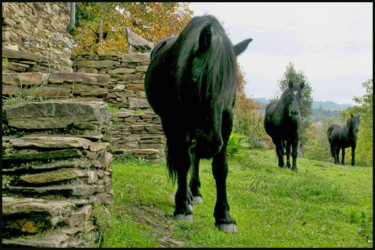 Photography titled "Chevaux de Merens" by Alain Brasseur, Original Artwork