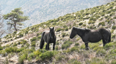 Photography titled "Chevaux de Merens  3" by Alain Brasseur, Original Artwork