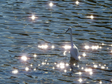 Photographie intitulée "Aigrette à la pêche…" par Alain Brasseur, Œuvre d'art originale