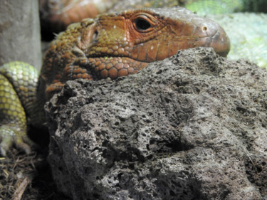 Photographie intitulée "Iguane." par Alain Brasseur, Œuvre d'art originale