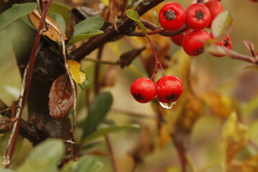 Photographie intitulée "water drop after ra…" par Orhan Güldeste, Œuvre d'art originale, Photographie non manipulée