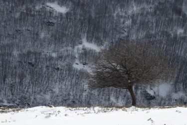 摄影 标题为“A lonely tree on th…” 由Orhan Güldeste, 原创艺术品, 非操纵摄影