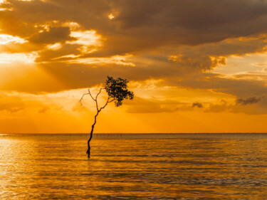 Fotografia zatytułowany „lonely tree at suns…” autorstwa Ori Junior, Oryginalna praca, Fotografia cyfrowa