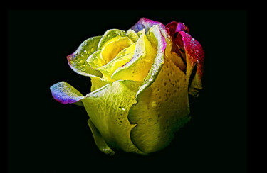 Arts numériques intitulée "rose" par Melih Ortatepe, Œuvre d'art originale, Peinture numérique