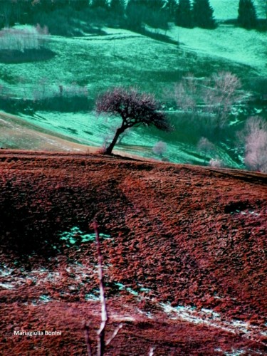 제목이 "Il mio albero"인 사진 Mariagiulia Bonini로, 원작, 디지털