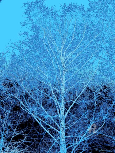 Fotografie mit dem Titel "WINTER BIRCH" von Otto Frühwach, Original-Kunstwerk, Digitale Fotografie