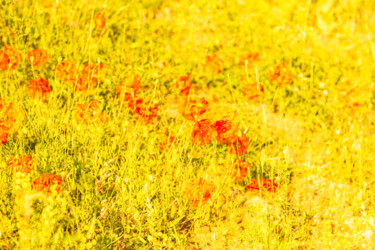 제목이 "Poppies folie's"인 사진 P. Zimmermann로, 원작, 조작되지 않은 사진 알루미늄에 장착됨