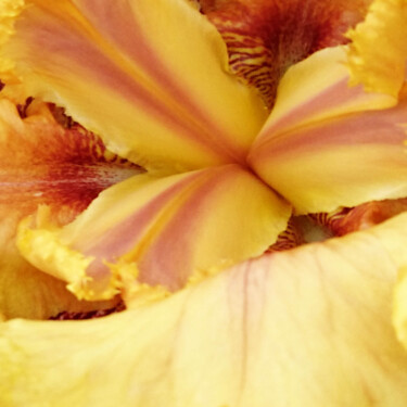 Photography titled "Daylily" by Pascal Carro (PKRO), Original Artwork, Digital Photography
