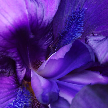 Photographie intitulée "Iris" par Pascal Carro (PKRO), Œuvre d'art originale, Photographie numérique