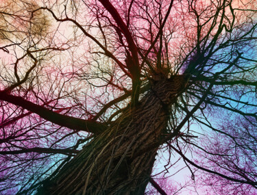 Fotografía titulada "Sky Root #1" por Pascal Carro (PKRO), Obra de arte original, Fotografía digital