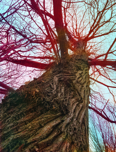 摄影 标题为“Sky root #2” 由Pascal Carro (PKRO), 原创艺术品, 数码摄影