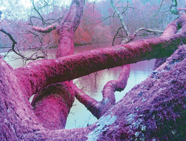 Photographie intitulée "Heart tree #1" par Pascal Carro (PKRO), Œuvre d'art originale, Photographie manipulée