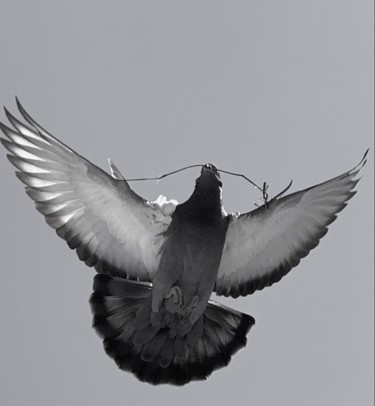 Фотография под названием "Pigeon 1" - Pati Guyot, Подлинное произведение искусства, Цифровая фотография