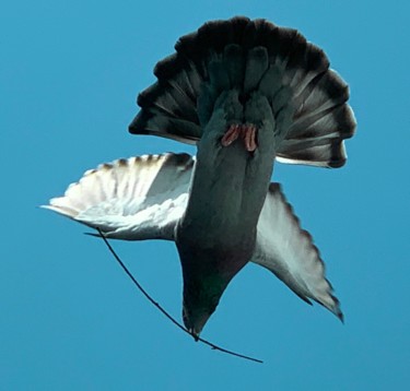 "Pigeon 2" başlıklı Fotoğraf Pati Guyot tarafından, Orijinal sanat, Dijital Fotoğrafçılık