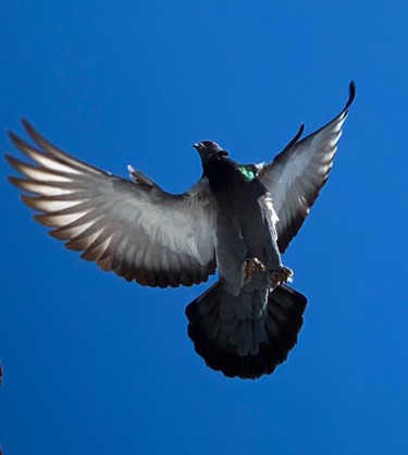 Фотография под названием "pigeon 4" - Pati Guyot, Подлинное произведение искусства, Цифровая фотография