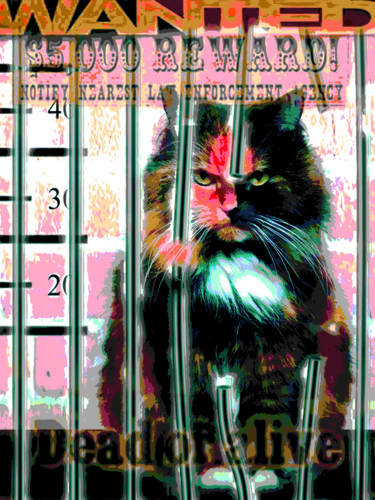 Digital Arts titled "Wanted Cat  60x80 cm" by Patrice Fligny, Original Artwork, Digital Painting Mounted on Aluminium