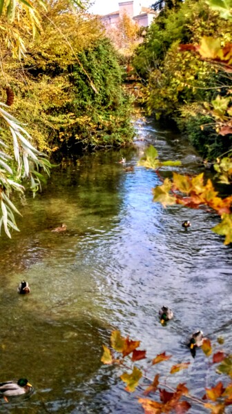 Photography titled "** Les Canards de L…" by Patrice Le Gall, Original Artwork