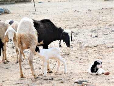 Photographie intitulée "* Vaches - Sénégal *" par Patrice Le Gall, Œuvre d'art originale